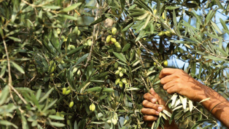 مفزع/الجفاف يهدد غابات الزيتون واتحاد الفلاحين يطلق صيحة فزع (فيديو)