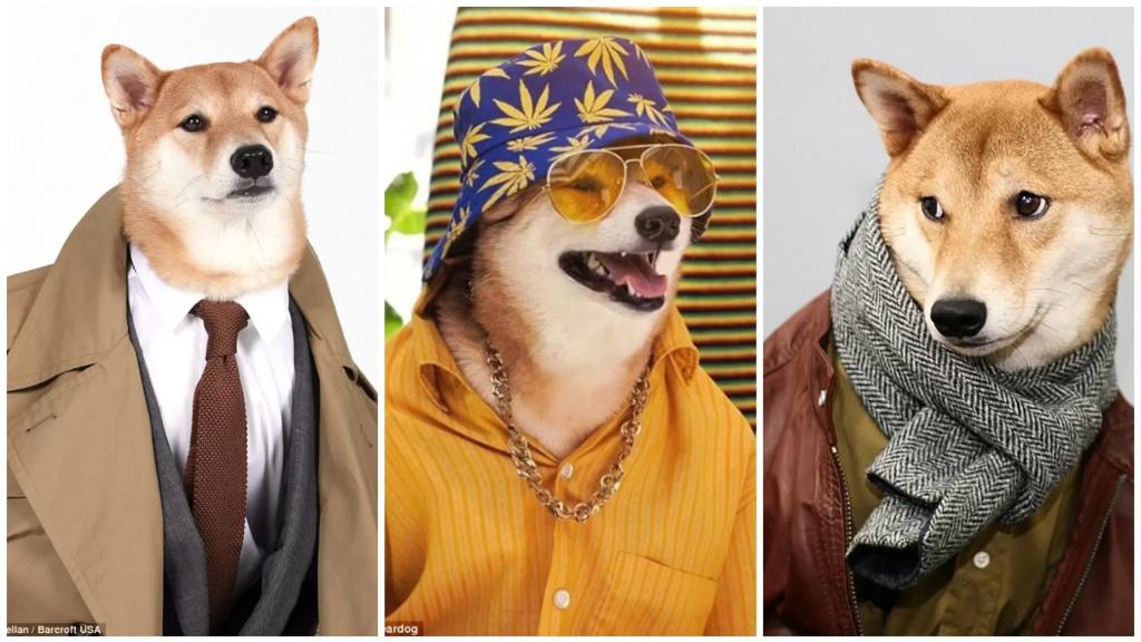 كلب يتحول لنجم عروض أزياء