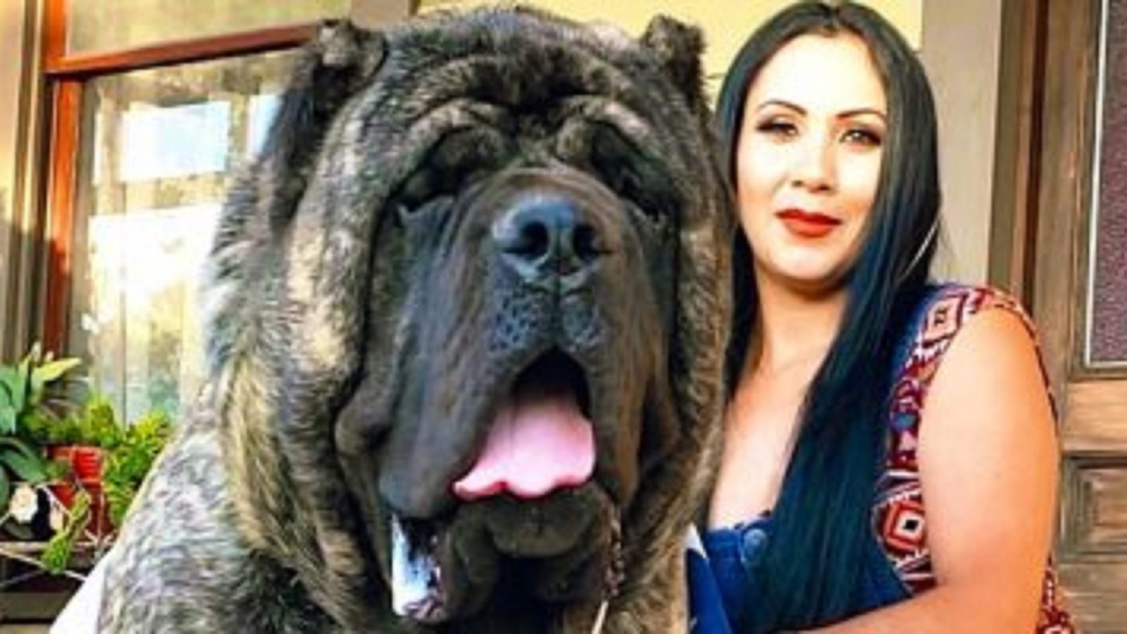 إدانة كلب في قضية مقتل سيدة حامل