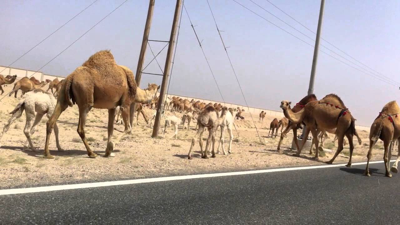 كانت معدة للتهريب /حجر 3 إبل محملة بما يفوق الألف هاتف جوال