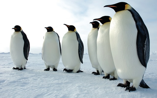 حتى في أبعد نقطة في الكرة الأرضية توجد “كورونا”