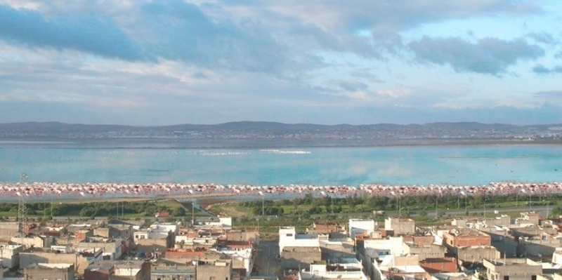 نتائج التحاليل السريعة لكورونا في السيجومي