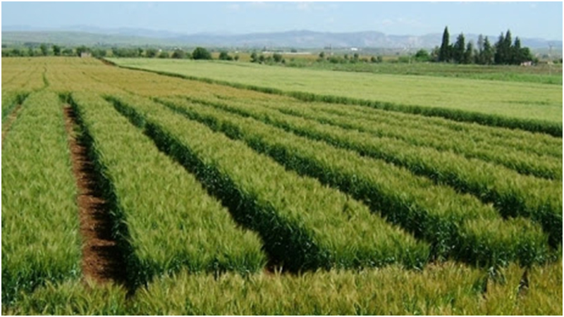 وزارة أملاك الدّولة تسترجع قرابة 12 هك بمعتمدية مرناق من ولاية بن عروس