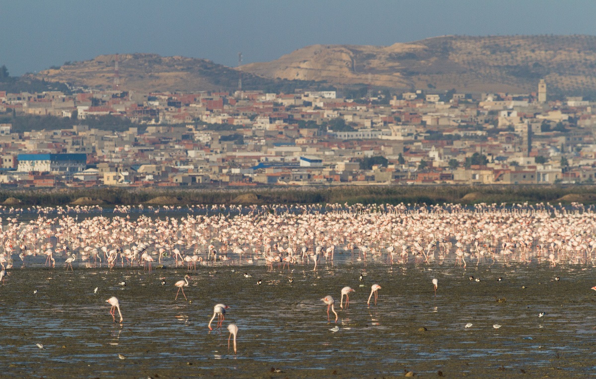 منتزه عائلي و مسلك صحي على ضفاف سبخة السيجومي