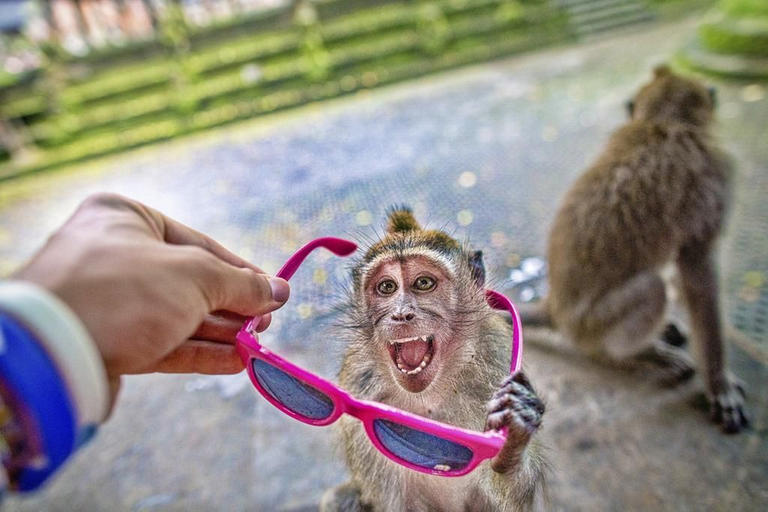 قردة تسرق الهواتف لإعادتها مقابل “فدية” (صور)