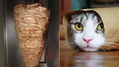 المنستير:فرنسي يسلخ مئات القطط وهي حية