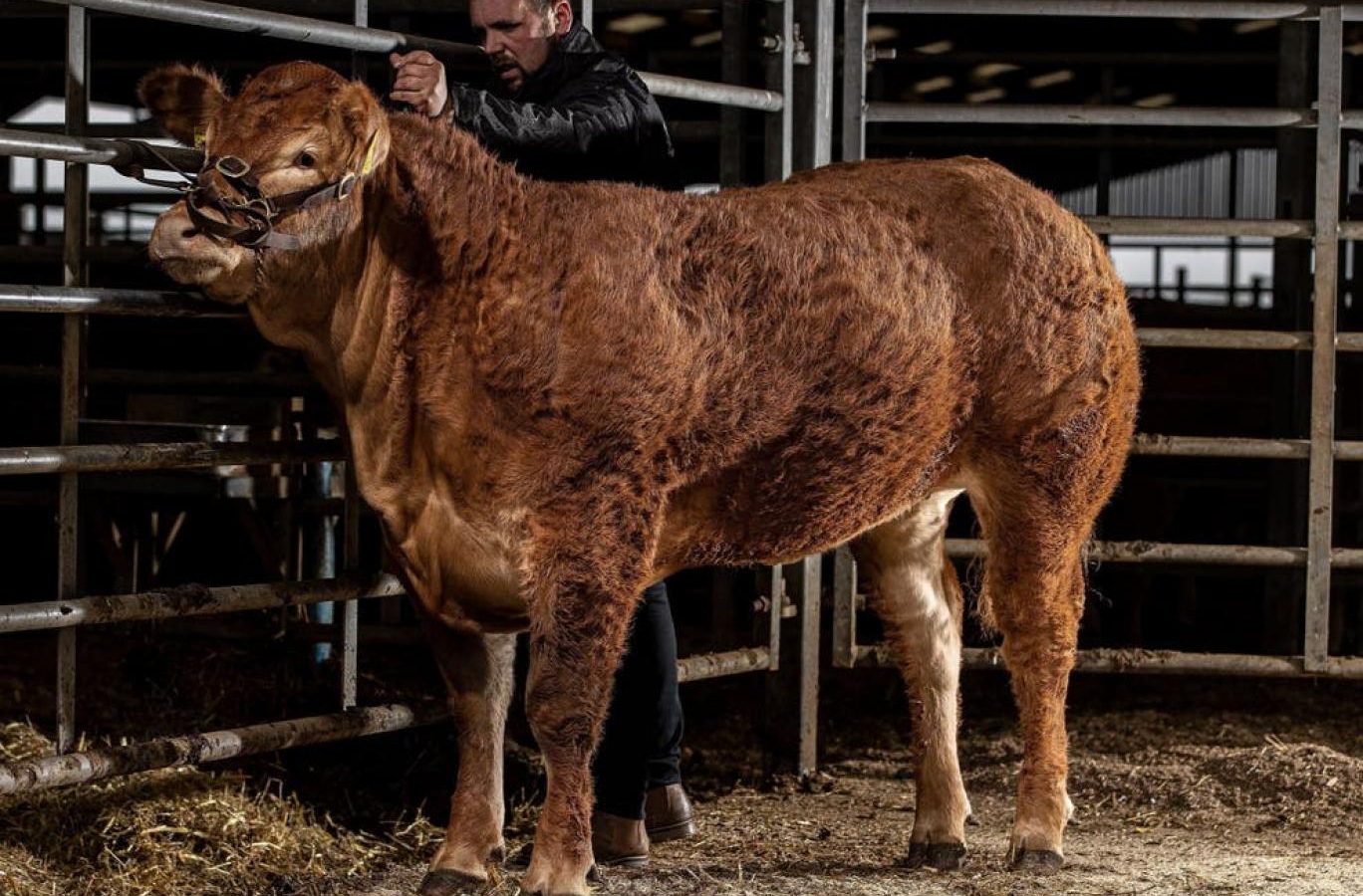 بقرة بسعر خيالي يحطم كل الارقام القياسية