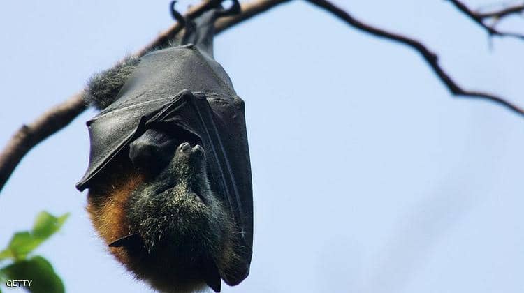 ما لا تعرفه عن فيروس «نيباه» و طرق الوقاية منه ما لا تعرفه عن فيروس «نيباه» و طرق الوقاية منه