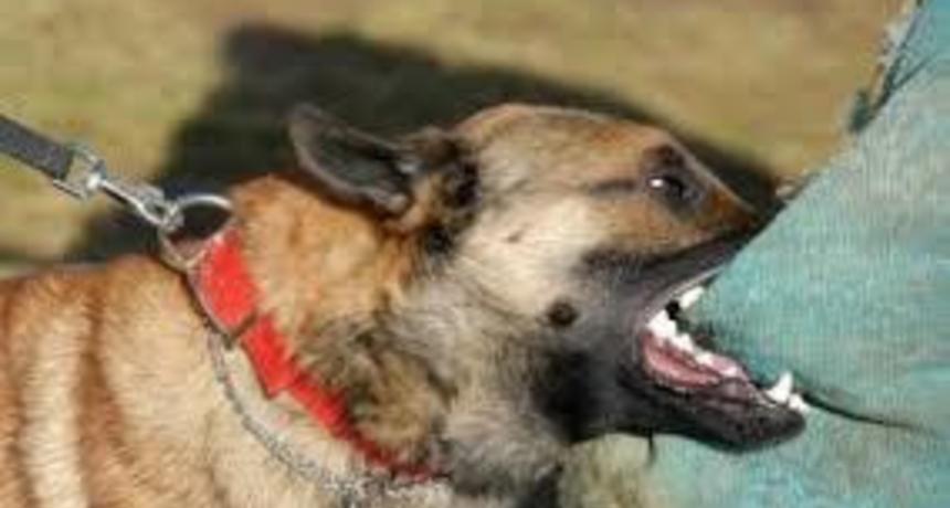 قفصة: وفاة طفل عضه كلب