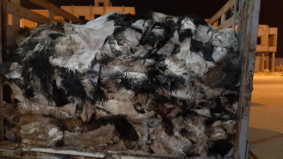 آلاف علب السجائر المهربة في شاحنة محملة بجلود الخرفان والماعز (صور) آلاف علب السجائر المهربة في شاحنة محملة بجلود الخرفان والماعز (صور)