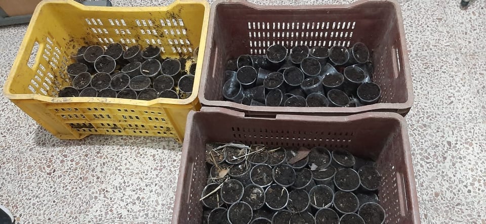 “ماريخوانا” في ضيعة فلاحية بمنزل تميم