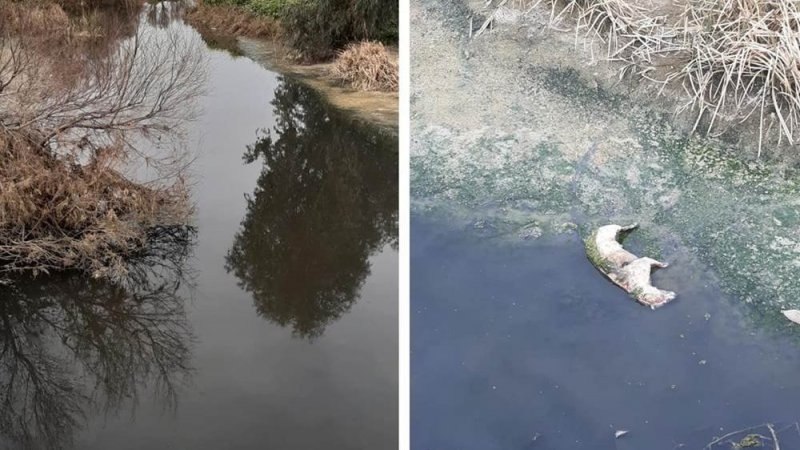 التلوث بسد سيدي سالم ..أين التقرير الخاص؟