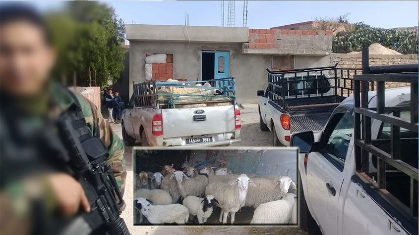 الكاف: العثور على 100 رأس غنم مسروقة