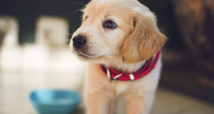 القبض على امرأة بعد وفاة جروها بسبب الهيروين القبض على امرأة بعد وفاة جروها بسبب الهيروين