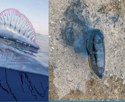 حريقة قاتلة بالشواطئ التونسية  تُسبب الشلل الفوري ثم الموت(التفاصيل)