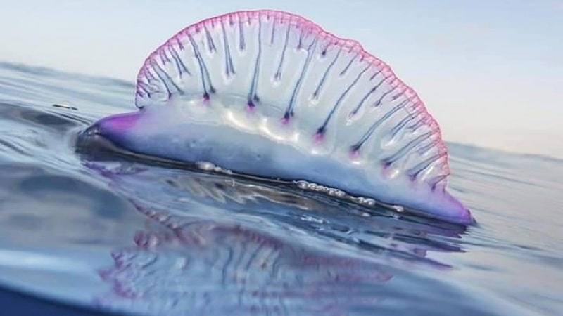 معهد تكنولوجيا البحار يوضح حقيقة “الحرّيقة” السامة والقاتلة