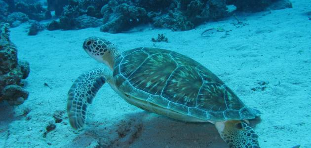 من بينهم 9 أطفال.. وفاة 19 شخصا بعد تناولهم لحم سلحفاة بحرية