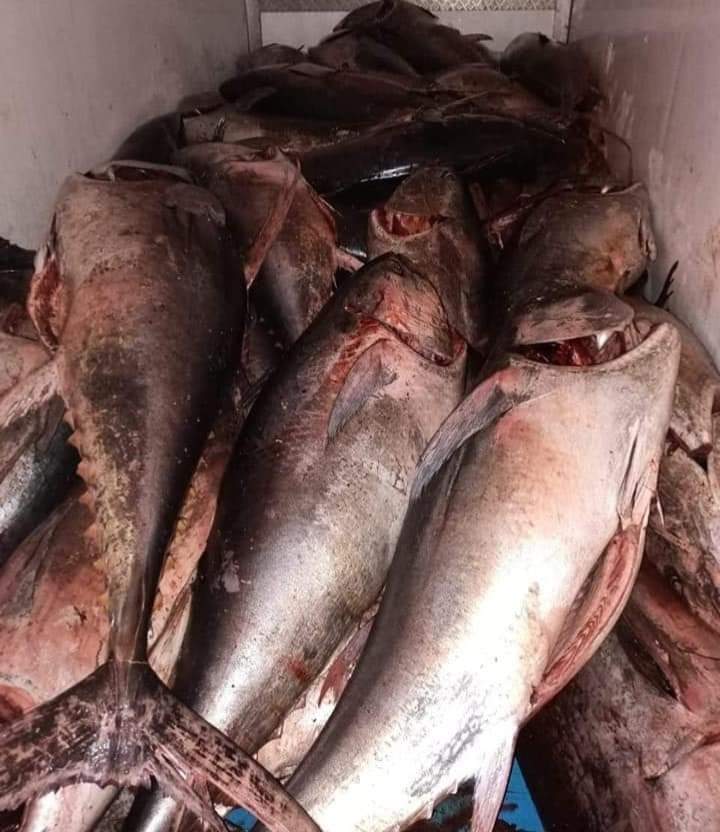 المهدية / ضبط حوالي 7 طن من سمك التن الأحمر غير صالح للاستهلاك (صور)