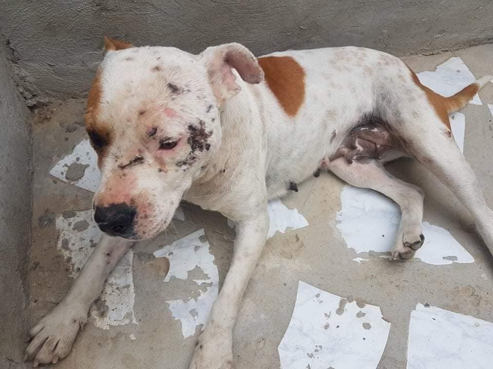 منزل تميم / هذا ما تقرر في شان اطفال عذبوا كلبا (صور)