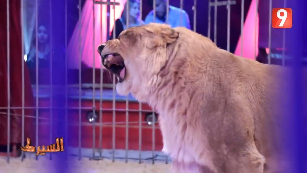 فيديو مرعب /أسود هربت من السيرك