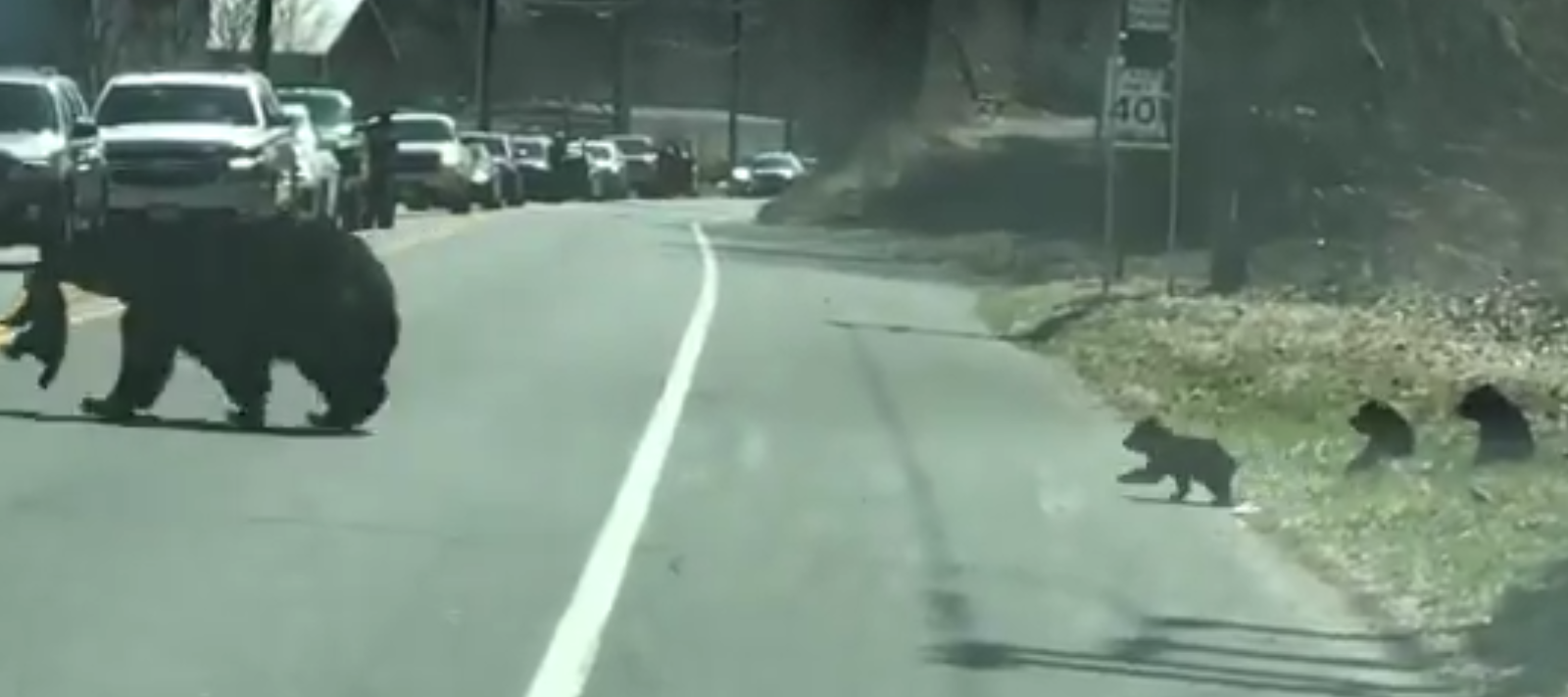 مشهد مضحك : أنثى دب تحمل صغارها الـ4 وتوقف حركة السير ليعبروا  الطريق (فيديو)