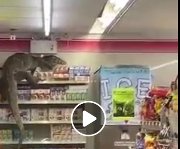 بالفيديو: سحلية عملاقة تقتحم محلًّا في تايلاند وتثير الرعب بين الناس