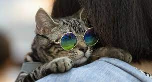 فيديو مضحك : قط مشاكس يفاجئ أصحاب المنزل لدى عودتهم