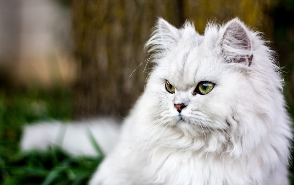 فيديو مضحك / قط يقوم بتمارين شاقة لشد البطن