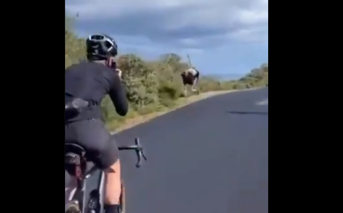 نعامة تشارك في سباق للدراجات الهوائية (فيديو)