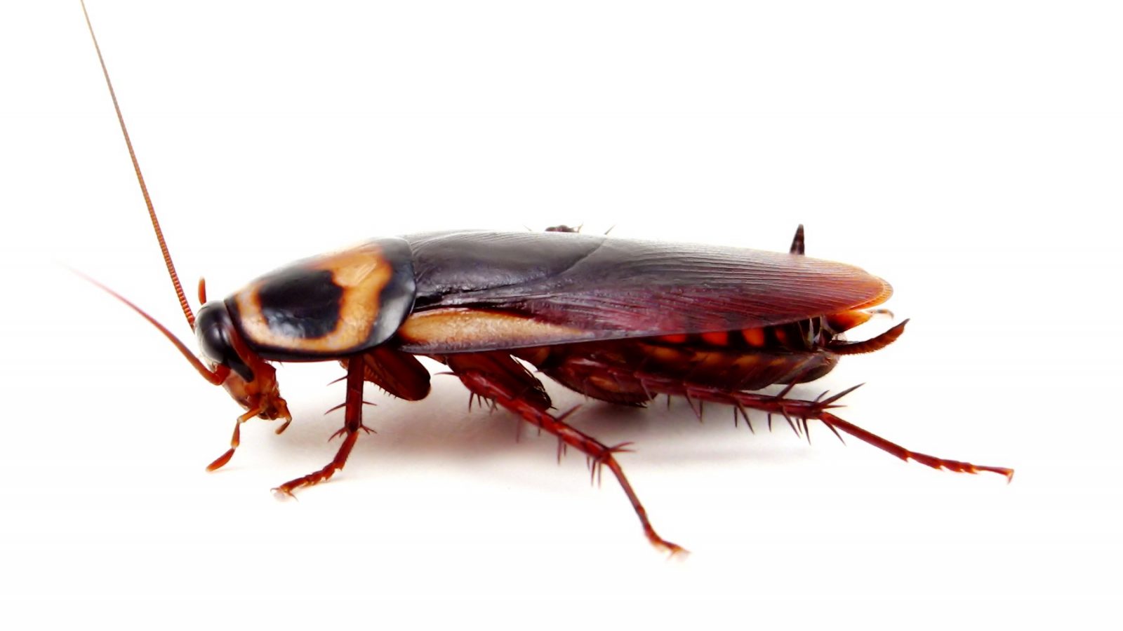 شاهد /صرصور يرعب مراسلا على المباشر