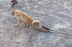 كلب يخدع سائقي السيارات (فيديو)