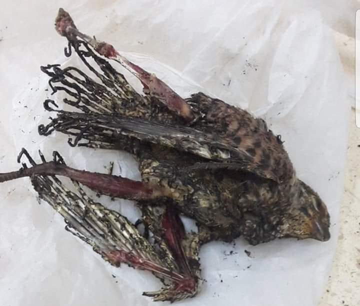 “الستاغ”: هذا الطائر مسؤول عن انقطاع الكهرباء بالقيروان