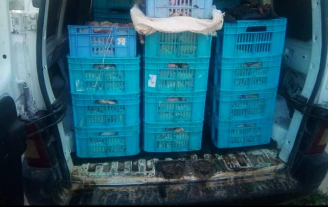 سوسة /ضبط اكثر من ألف كغ من الدواجن منتهية الصلوحية