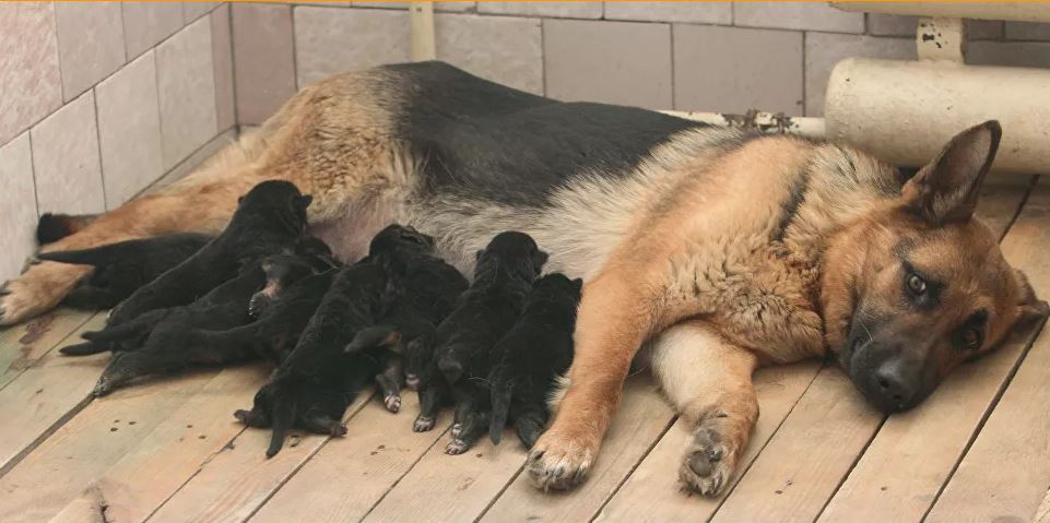 شاهدوا : “حلوف ولد الكلبة”