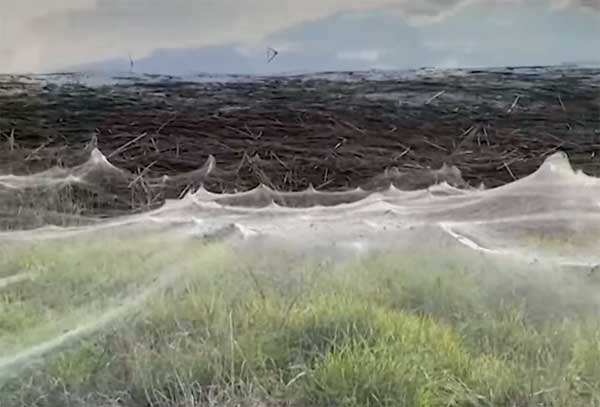 خيوط العنكبوت تغطي مساحات شاسعة من ولاية أسترالية خيوط العنكبوت تغطي مساحات شاسعة من ولاية أسترالية