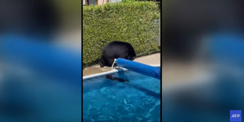 دببة  تبرد أنفسها في المسابح