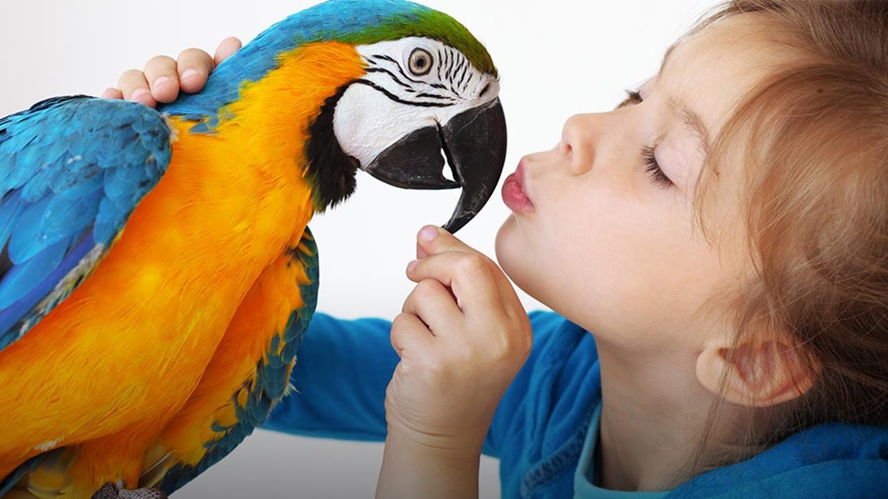 ببغاء يحاول إقناع فتاة بأخذ قبلة  (فيديو)