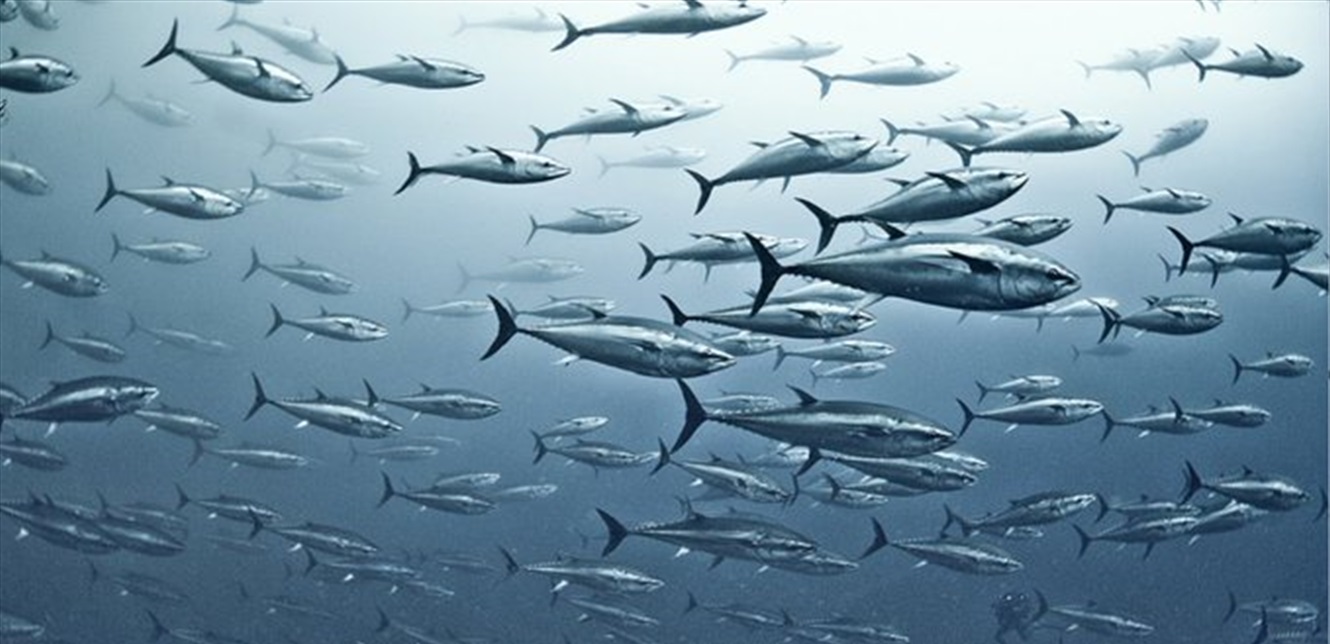 نابل.. تراجع بنسبة 60 بالمائة في الثروة السمكية