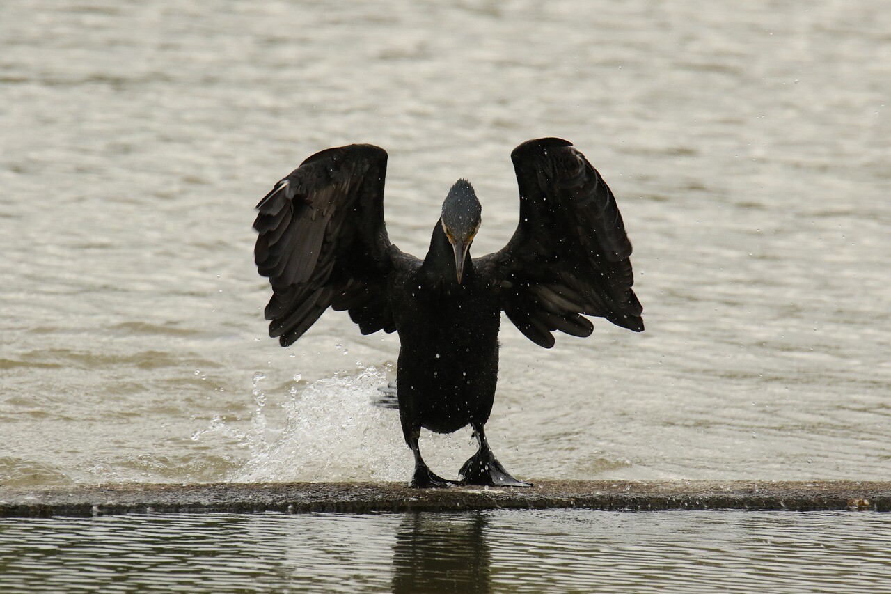 طائر لا يهاجم إلا الرجال (فيديو)