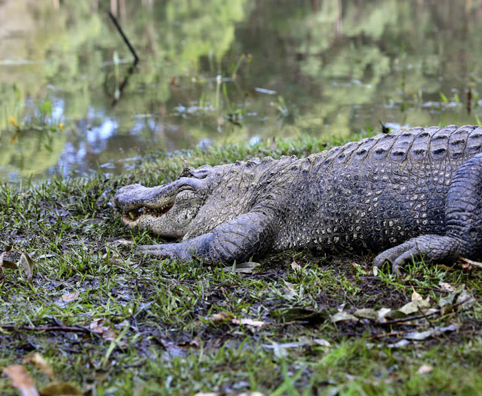 رأت تمساحا يهاجم زوجها.. ثم اكتملت المأساة رأت تمساحا يهاجم زوجها.. ثم اكتملت المأساة