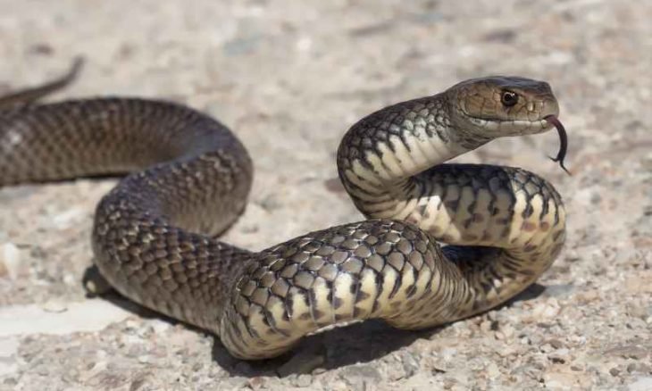 أفعى في المستشفى  (فيديو)