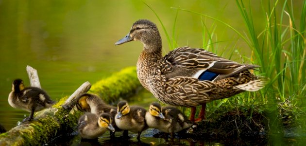 فيديو طريف : يساعد صغار البط لعبور الشارع