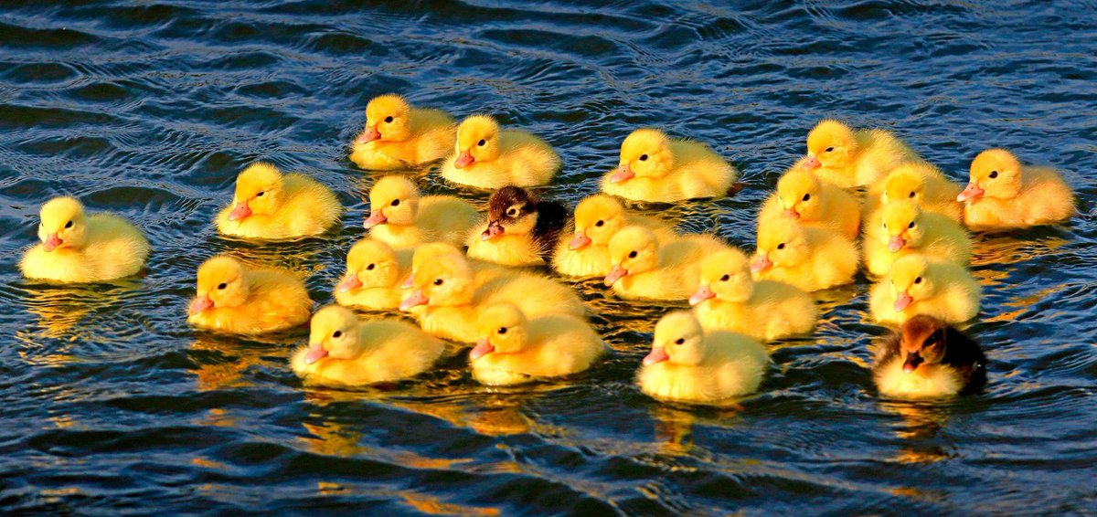 حيلة غريبة لمساعدة صغار البط على قطع الطريق  (فيديو)