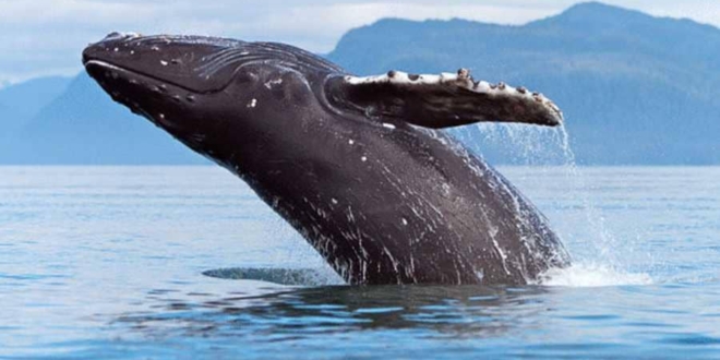 حوت أحدب يفاجئ راكبي الأمواج  (فيديو)