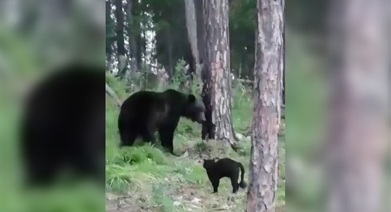 قط يدافع عن صاحبه ويفوز بالمواجهة أمام دب (فيديو)