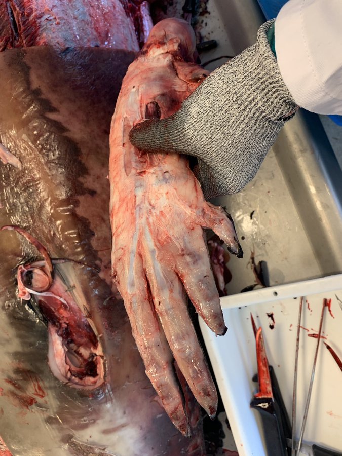 حيتان تخفي يدا بـ5 أصابع !  (فيديو)