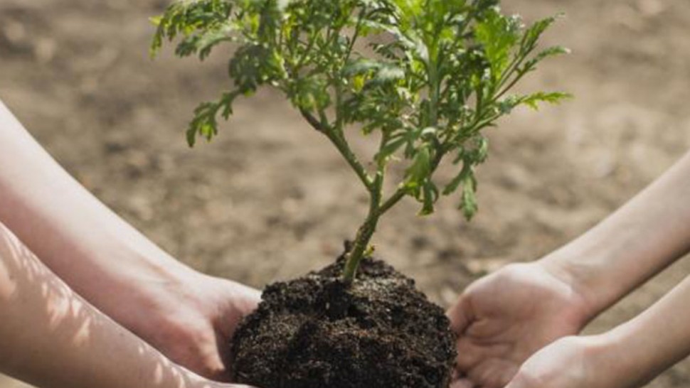 نحو غراسة مليوني شجرة في مناطق محترقة