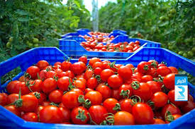 نابل: دعوة الفلاحين إلى تفادي زراعة هذه المنتوجات الفلاحية