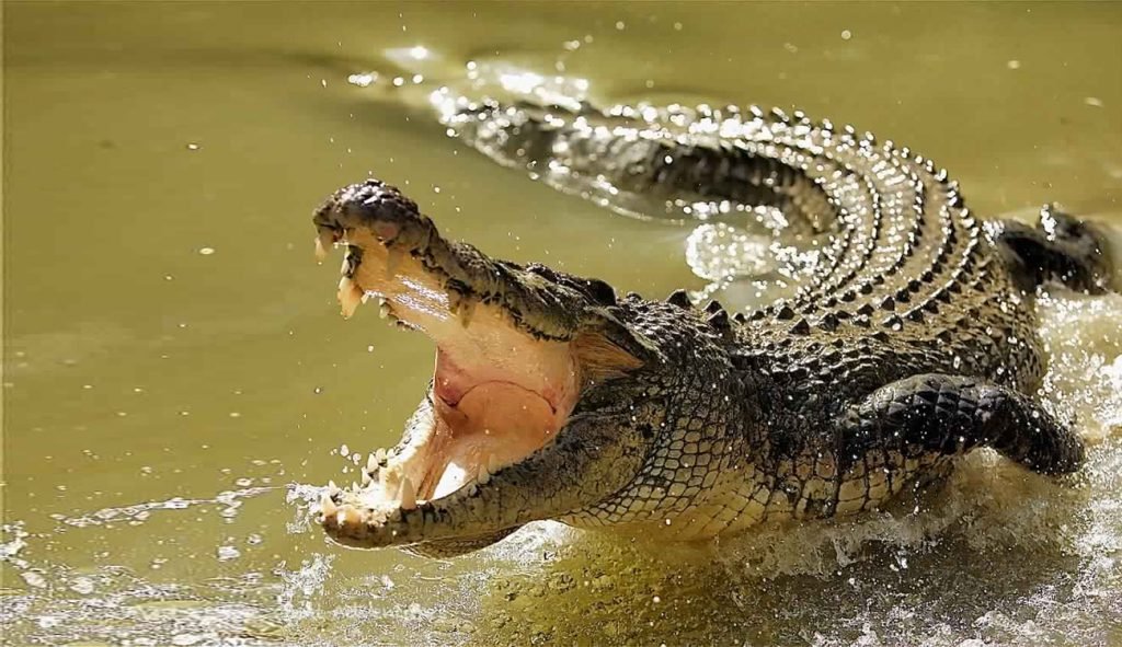 مشهد صعق الملايين/ فتاة معلقة فوق تماسيح “متعطشة للدماء” (فيديو)