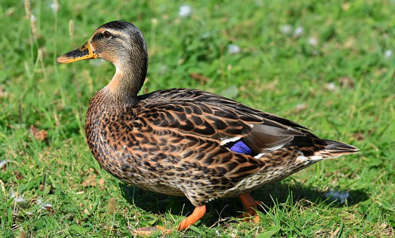 نوع غريب من البط تعلم النطق ! (فيديو)